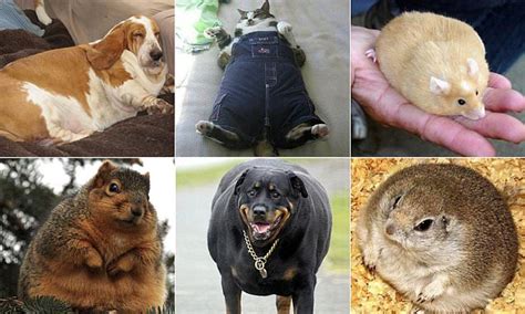 Fat Animals Are Pictured In Hilarious Online Gallery Daily Mail Online