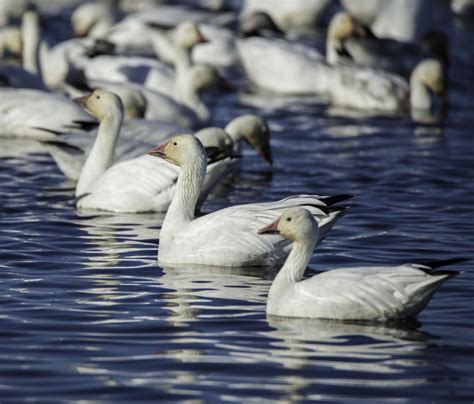 Migrating Snow Geese Smithsonian Photo Contest Smithsonian Magazine