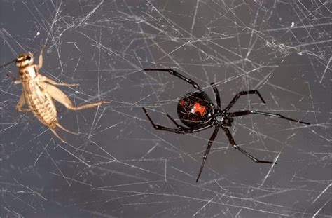 Habitat, diet, and life cycle. Cobwebs contain DNA of spiders and their prey -- Science ...