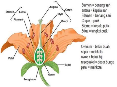 Struktur Dan Fungsi Bunga Pada Tumbuhan Materi Kimia