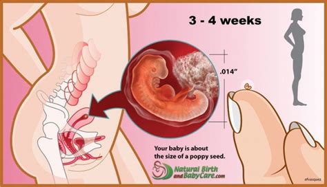 How often should i wash my baby's hair? Your Pregnancy Week by Week | Natural Birth and Baby Care.com