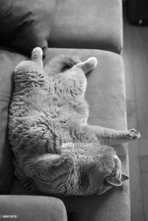 Lazy British Short Hair Cat Sleeping On Couch Like A Baby High Res