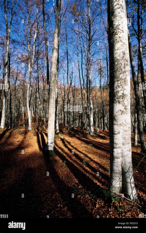 Beech Trees Fagus Sylvatica Casentino Forest National Park Mount