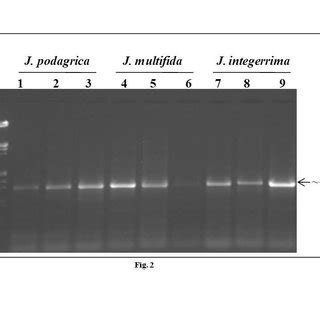 So far, six cases of the lambda variant have been. (PDF) Molecular detection and identification of ...