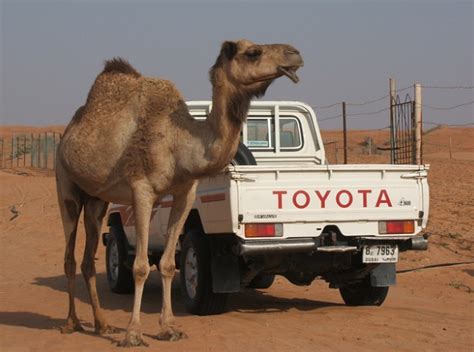 Their huge feet help them to walk on sand without sinking into it. Which Cars Are The Worst? - D&K Automotive Repair
