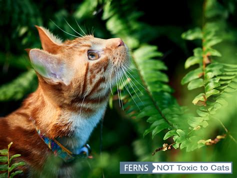 Therefore, if you grow yucca as houseplants or garden ornamentals, ensure your cat doesn't access them as these pets do nibble greeneries at however, the plant is not poisonous to human beings. Are Succulents Poisonous to Cats? — Orchids, Roses & Ferns?