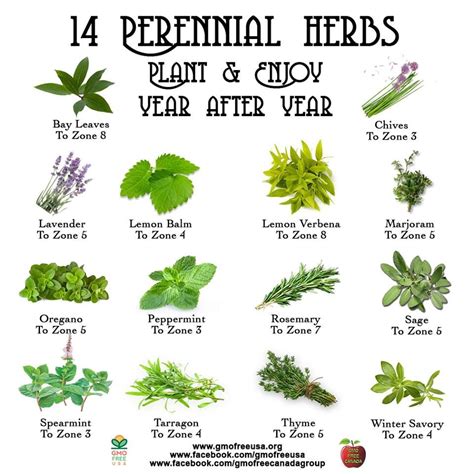 Perennial Herbs Are A Great Addition To Any Garden Low Maintenance And