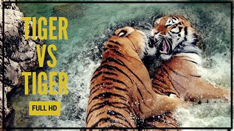 Tiger Vs Tiger Real Fight To Death 4k Ultra Hd Youtube