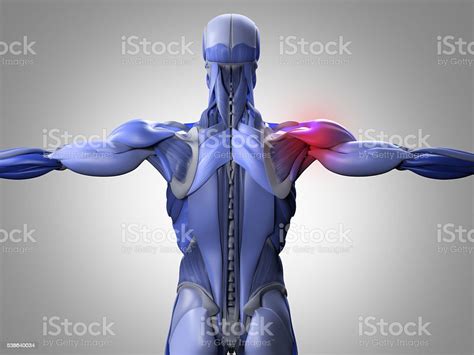 Human Anatomy Torso Back Muscles 3d Illustration Stock Photo Download