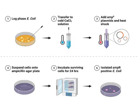 Cell Transformation Biorender Science Templates