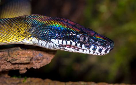 White Lipped Python White Lips Snake Python