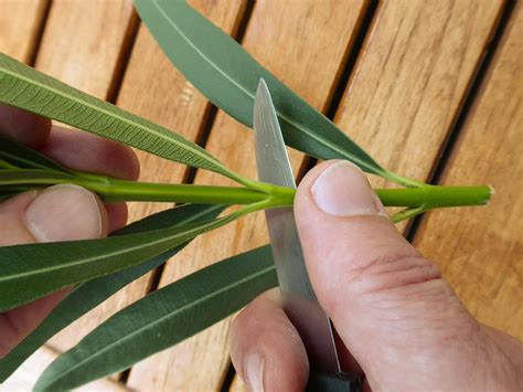 Meist empfiehlt sich eher der frühling für einen rückschnitt, da die pflanze dann ohnehin neue triebe bildet. Blogdejust: Oleander Schneiden Mit Bild