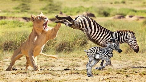 Mother Zebra Save Baby Fail From Lion Attack Youtube