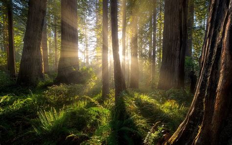 Forest Tree Sunrise Sunbeam Redwood Hd Wallpaper Peakpx