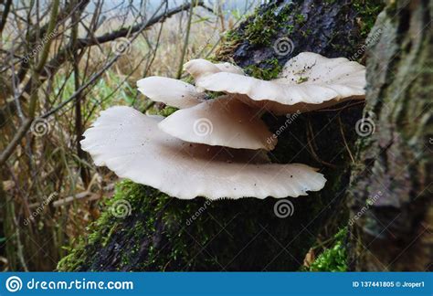 Big White Mushroom Uk Stock Image Image Of Fall Botanical 137441805