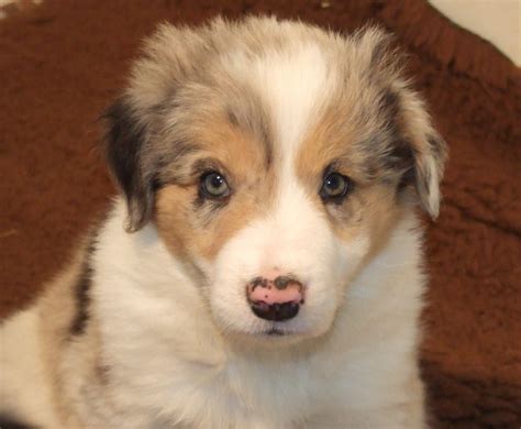 Buy and sell on gumtree australia today! Beautiful Border Collie puppies for sale | Lutterworth ...
