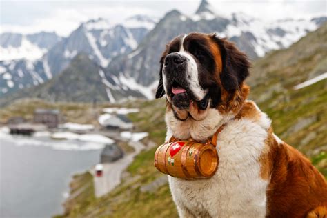 Saint Bernard Dog Breed Information Pictures And More