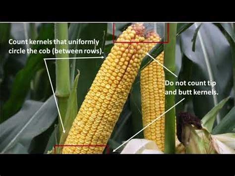 Corn Yield Estimates Youtube