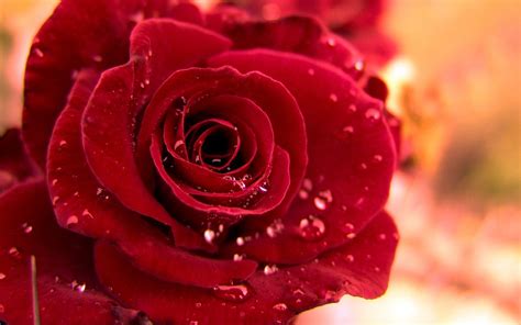Free Red Rose Wallpapers Wallpaper Cave
