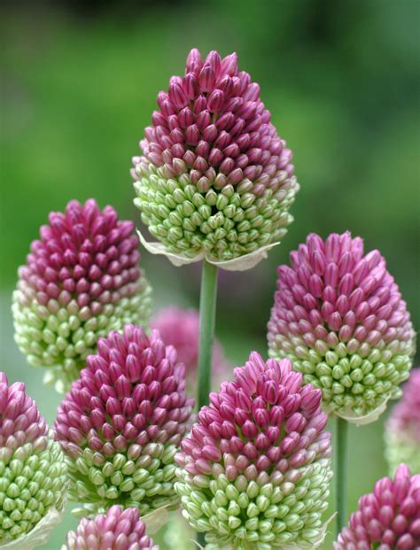 Bulbes D Allium Sphaerocephalon Lot De FloraStore