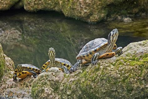 Yellow Bellied Slider Care Sheet Diet Care Lifespan And More Facts