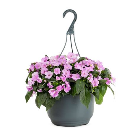 Lowes Multicolor Sunpatiens In 15 Gallons Hanging Basket In The