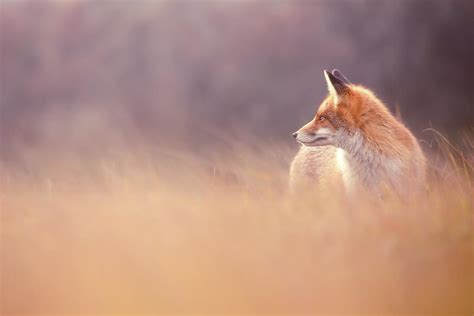 Fox Focus Photograph By Roeselien Raimond Fine Art America