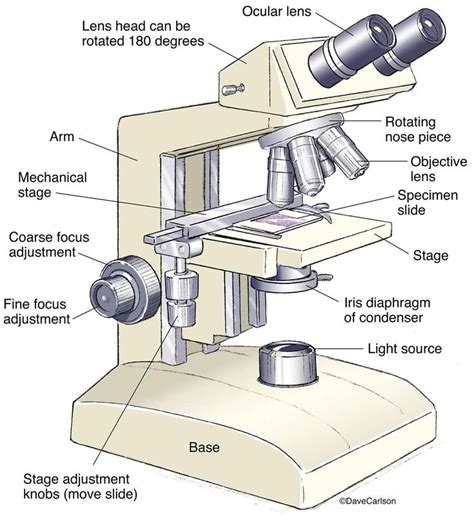 Compound Microscope In General Biology Microscope Parts Microscope