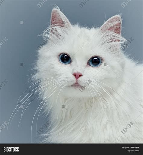 White Fluffy Cat With Green Eyes Cat Meme Stock Pictures And Photos