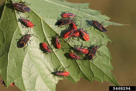 Other Tree Pests City Of Moose Jaw