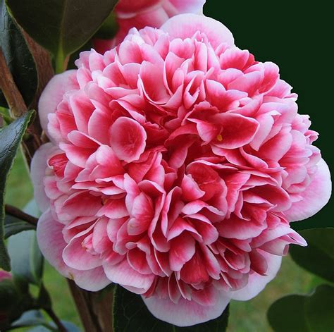 Transplant the rose bush outdoors to its final sunny location once you notice your plant vigorously growing. Volunteer Camellia - Anthony Tesselaar Plants