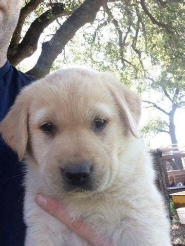 Golden retriever · minnetonka, mn. Golden Labrador Retriever Puppies for Sale in Redding ...