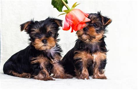 Puppy Sniffs A Flower Yorkshire Terrier Stock Photo Image Of Terrier