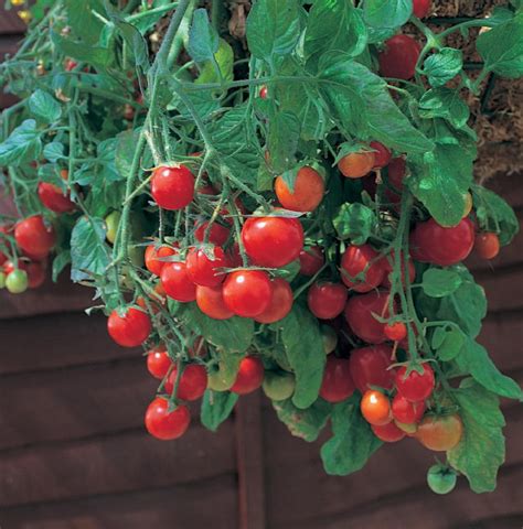 Tumbling Tom Red Cherry Tomato 4 Plants Great In Baskets Or Pots