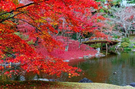 Autumn Scenery Of A Japanese Garden In Sento Imperial Palace Royal