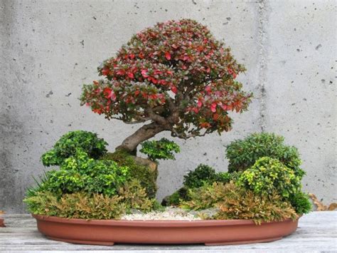 Serviceberry Bonsai Related Keywords And Suggestions Serviceberry