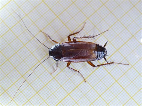 Do Oriental Cockroaches Infest Your Home Learn The Facts And Effective Pest Control Tips Home