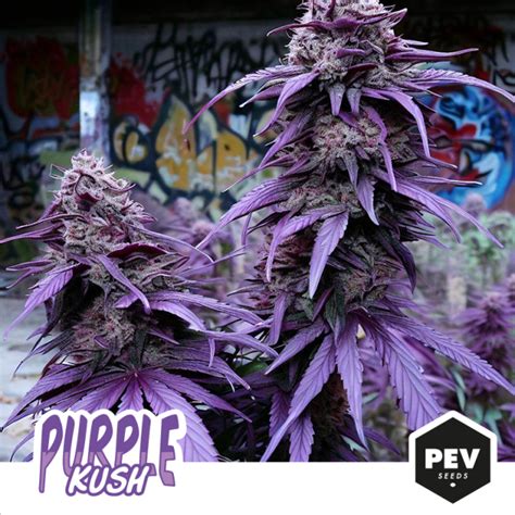 Purple Kush Semilla De Marihuana Feminizada 100 Pevgrow