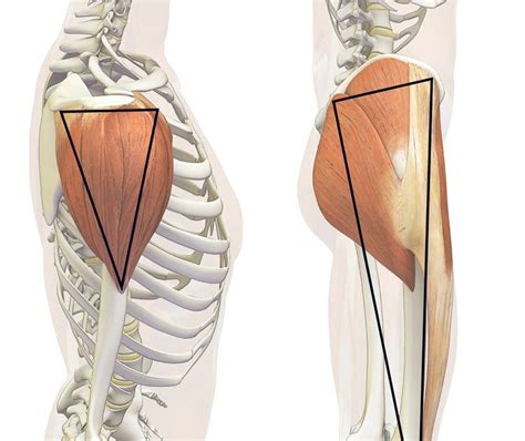 In This Post We Explore The Relationship Between The Tensor Fascia Lata