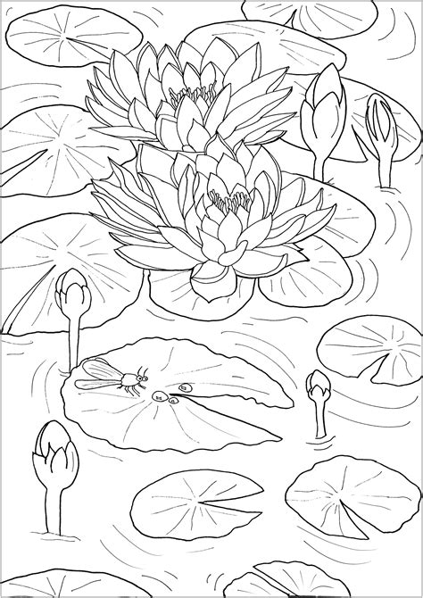 Water lily coloring page for kids. Water lilies and little dragonfly - Flowers Adult Coloring ...