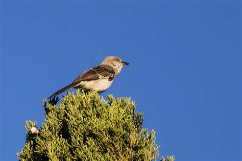 Ihr gastfreundliches hotel garni nachtigall bietet ihnen in schenna in erster reihe einen herrlichem blick auf meran. Nachtigall in Altadena USA Foto & Bild | tiere, wildlife ...