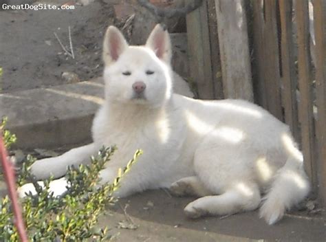 A Photo Of A 3 Months Old White Akita Inu The Only Puppy Beautiful
