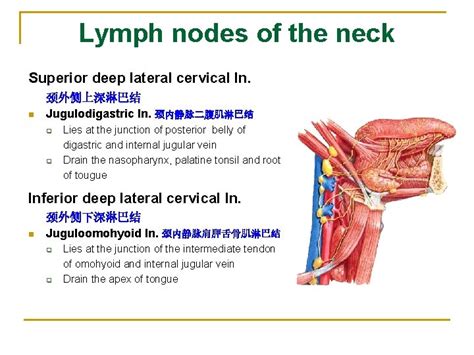 The Lymphatic System The Lymphatic System Heart Vein