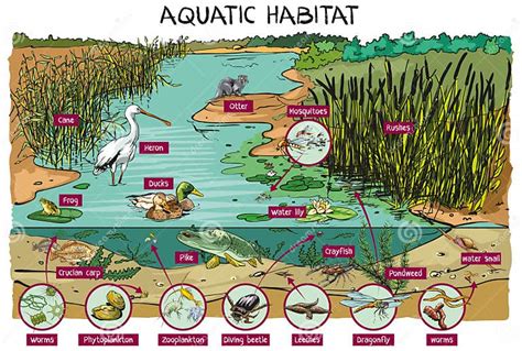 Aquatic Habitat Stock Vector Illustration Of Marsh 237403832