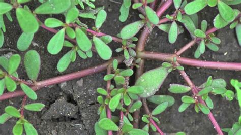 Additionally, both species of purslane found to be overaccumulators of cd, cr, and ar. Purslane Identification - YouTube