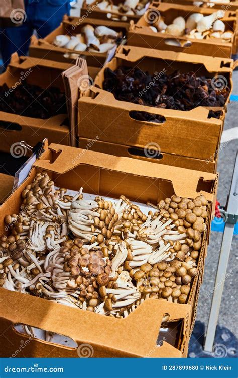 Several Different Mushrooms In Cardboard Boxes On Table At Market Stock