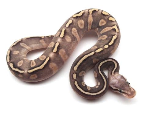 10 More Beautiful Ball Python Morphs Reptileworldfacts Dream Snake