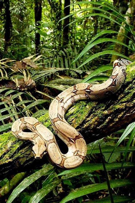 Pin by Linda H on SnaKes AlivE | Animals, Wild animals list, Animals wild