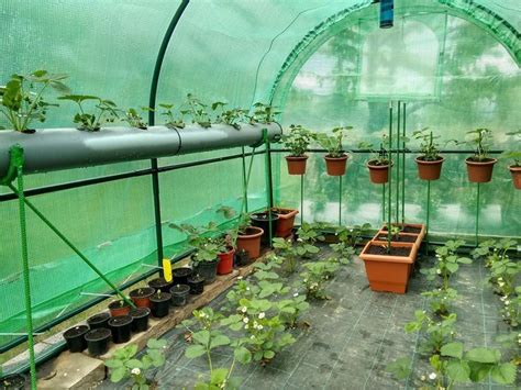 Plant Greenhouse Instructions For Growing Vegetables Do You Want To