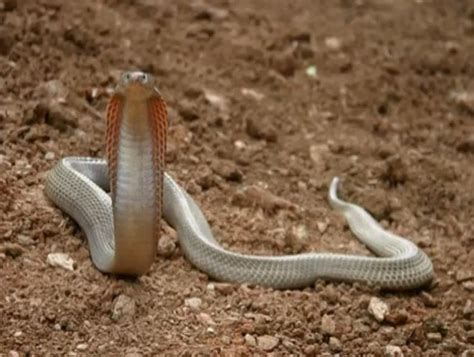 Top 10 Most Dangerous And Venomous Snakes Of The World The Wildlife